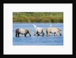 Camargue wild horses by Anonymous