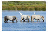 Camargue wild horses by Anonymous