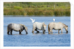 Camargue wild horses by Anonymous