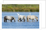 Camargue wild horses by Anonymous