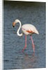 Greater flamingo (Phoenicopterus roseus) by Anonymous