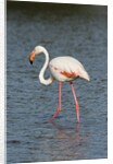 Greater flamingo (Phoenicopterus roseus) by Anonymous