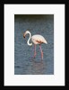 Greater flamingo (Phoenicopterus roseus) by Anonymous