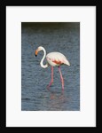 Greater flamingo (Phoenicopterus roseus) by Anonymous