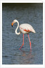 Greater flamingo (Phoenicopterus roseus) by Anonymous