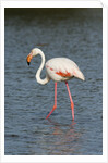 Greater flamingo (Phoenicopterus roseus) by Anonymous