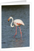 Greater flamingo (Phoenicopterus roseus) by Anonymous