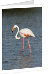 Greater flamingo (Phoenicopterus roseus) by Anonymous