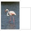 Greater flamingo (Phoenicopterus roseus) by Anonymous