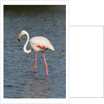 Greater flamingo (Phoenicopterus roseus) by Anonymous