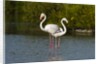 Greater flamingos (Phoenicopterus roseus) by Anonymous