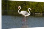 Greater flamingos (Phoenicopterus roseus) by Anonymous