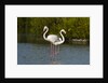 Greater flamingos (Phoenicopterus roseus) by Anonymous