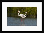 Greater flamingos (Phoenicopterus roseus) by Anonymous