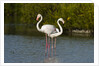 Greater flamingos (Phoenicopterus roseus) by Anonymous