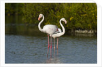 Greater flamingos (Phoenicopterus roseus) by Anonymous