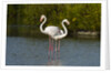 Greater flamingos (Phoenicopterus roseus) by Anonymous