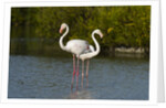 Greater flamingos (Phoenicopterus roseus) by Anonymous