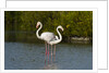 Greater flamingos (Phoenicopterus roseus) by Anonymous