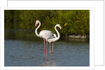 Greater flamingos (Phoenicopterus roseus) by Anonymous