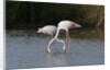Greater flamingos (Phoenicopterus roseus) by Anonymous