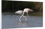 Greater flamingos (Phoenicopterus roseus) by Anonymous