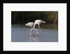 Greater flamingos (Phoenicopterus roseus) by Anonymous