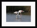 Greater flamingos (Phoenicopterus roseus) by Anonymous