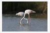 Greater flamingos (Phoenicopterus roseus) by Anonymous