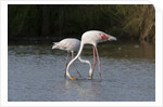 Greater flamingos (Phoenicopterus roseus) by Anonymous