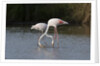 Greater flamingos (Phoenicopterus roseus) by Anonymous