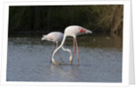 Greater flamingos (Phoenicopterus roseus) by Anonymous