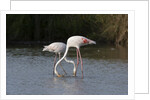 Greater flamingos (Phoenicopterus roseus) by Anonymous