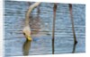 Greater flamingo (Phoenicopterus roseus) by Anonymous