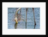 Greater flamingo (Phoenicopterus roseus) by Anonymous