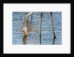 Greater flamingo (Phoenicopterus roseus) by Anonymous