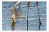 Greater flamingo (Phoenicopterus roseus) by Anonymous