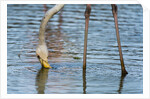 Greater flamingo (Phoenicopterus roseus) by Anonymous