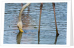 Greater flamingo (Phoenicopterus roseus) by Anonymous
