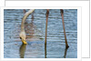 Greater flamingo (Phoenicopterus roseus) by Anonymous