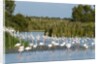 Greater flamingos (Phoenicopterus roseus) by Anonymous