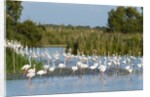 Greater flamingos (Phoenicopterus roseus) by Anonymous