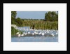 Greater flamingos (Phoenicopterus roseus) by Anonymous