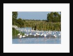 Greater flamingos (Phoenicopterus roseus) by Anonymous