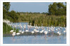 Greater flamingos (Phoenicopterus roseus) by Anonymous