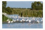Greater flamingos (Phoenicopterus roseus) by Anonymous