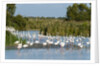 Greater flamingos (Phoenicopterus roseus) by Anonymous