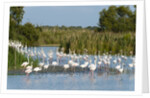 Greater flamingos (Phoenicopterus roseus) by Anonymous