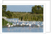 Greater flamingos (Phoenicopterus roseus) by Anonymous
