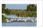 Greater flamingos (Phoenicopterus roseus) by Anonymous